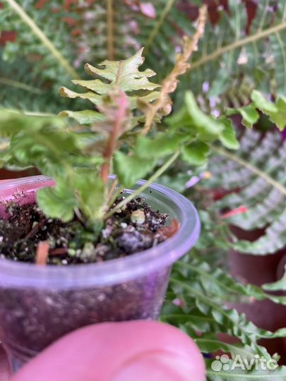 Редкий папоротник Блехнум Вулкано