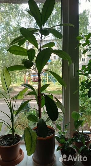 Фикусы древовидные