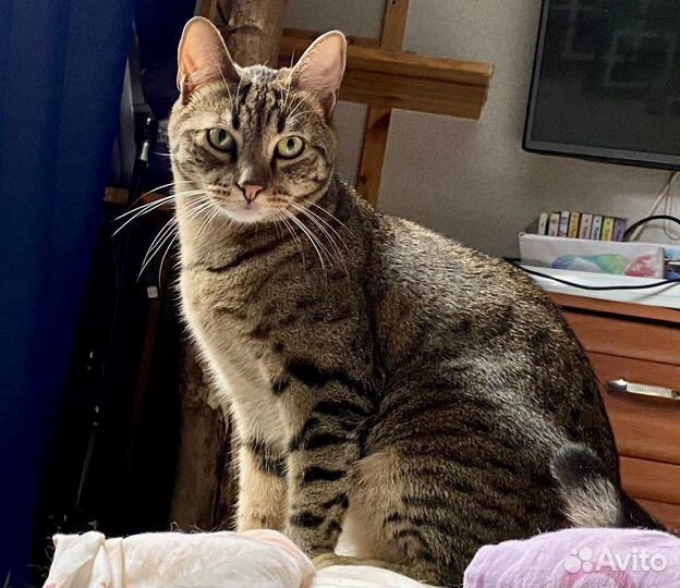 Васёк ищет дом