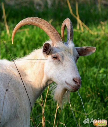 Коза дойная