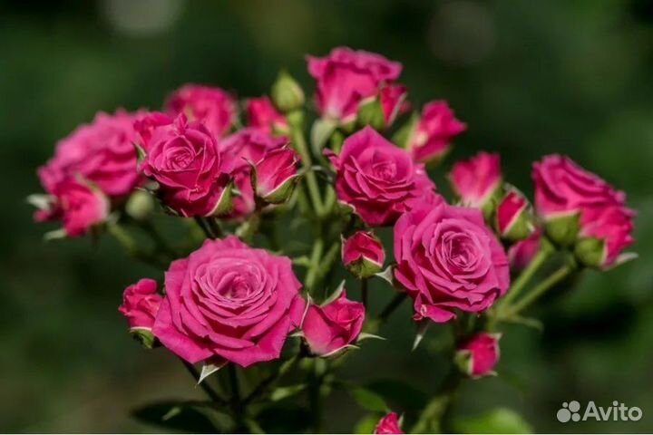 Роза спрей Лавли Лидия саженцы