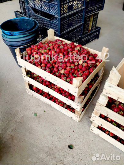 Клубника свежая ягода