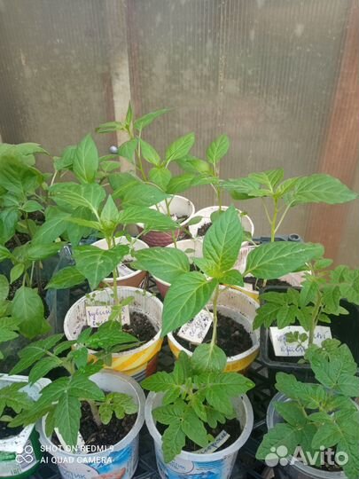 Рассада комнатных помидоров и перцев