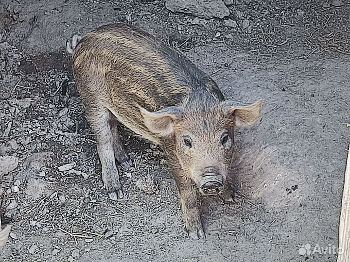 Продам поросят мангалов,возраст 2 месяца