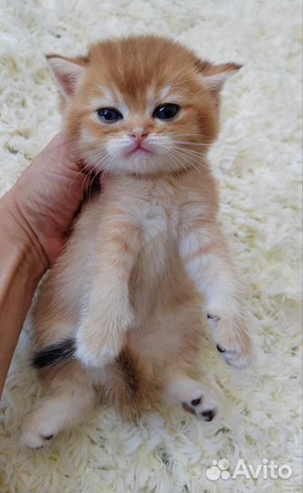 Бронирование котят ny12