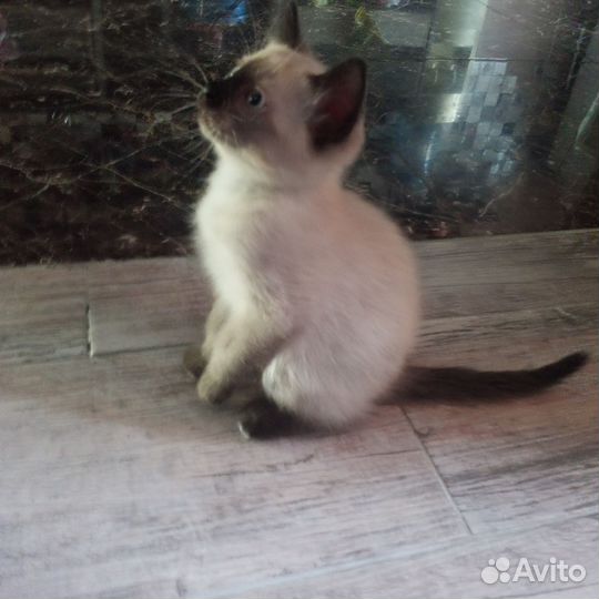 Котик тайской чистой породы