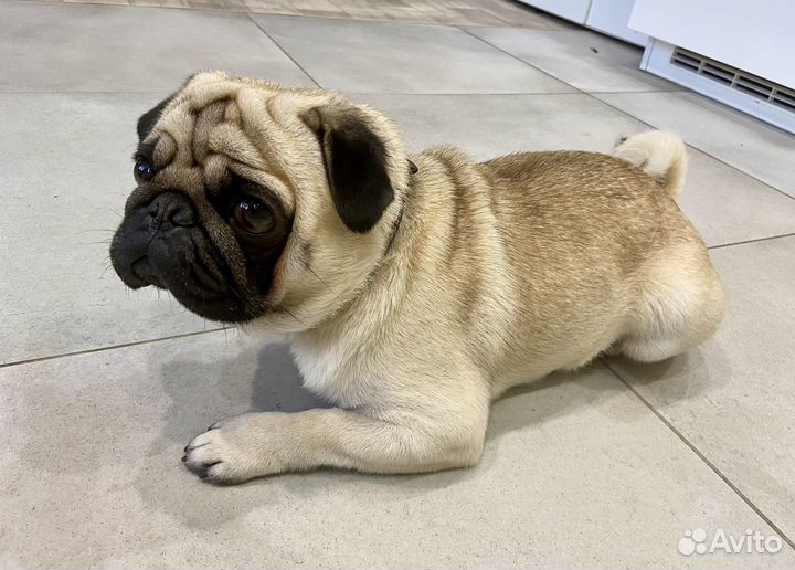 Вязка мопс мальчик