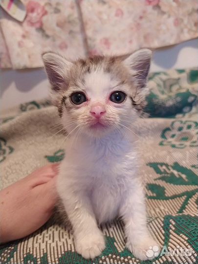 Котята отдам бесплатно