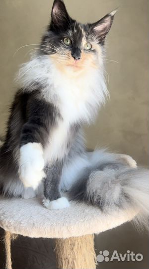 Шикарные котята с документами