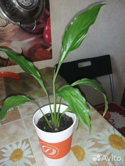 Спатифиллум