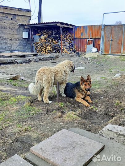 Щенки кавказской овчарки