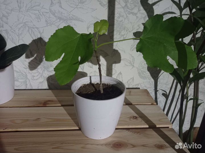 Эухарис,хойя линеарис, инжир