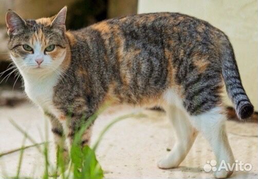 Европейская