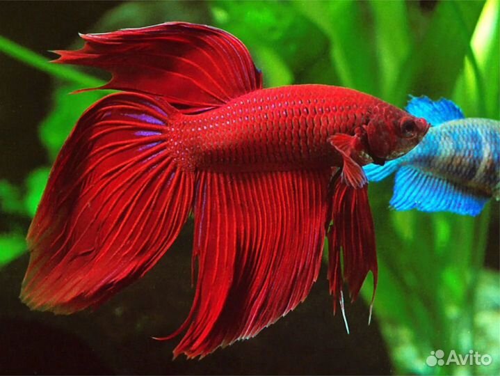 Рыбка петушок