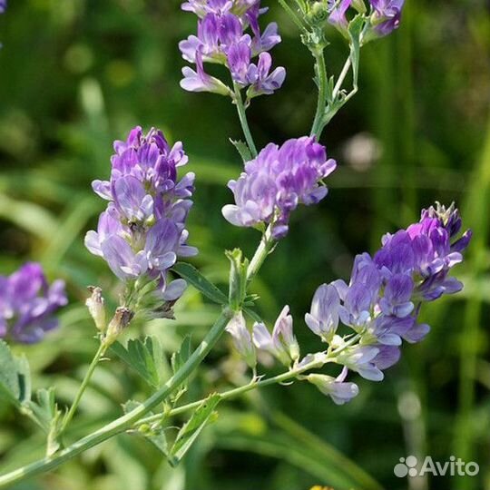 5 кг. Люцерна синегибридная - семена (лат. Medicag