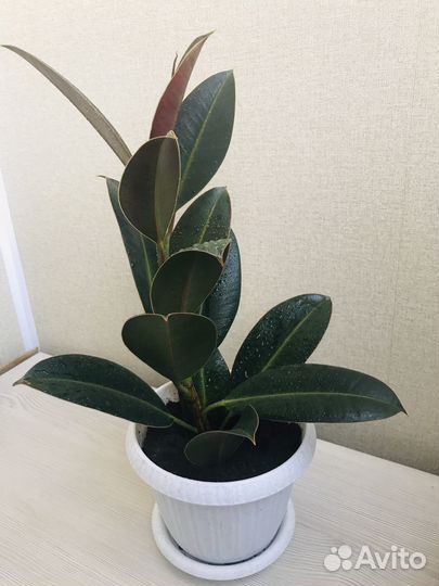 Фикус эластика мелани