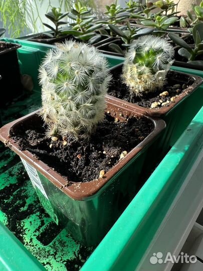 Денежное дерево толстянка и кактусы