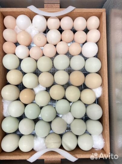 Инкубационное яйцо, цыплята