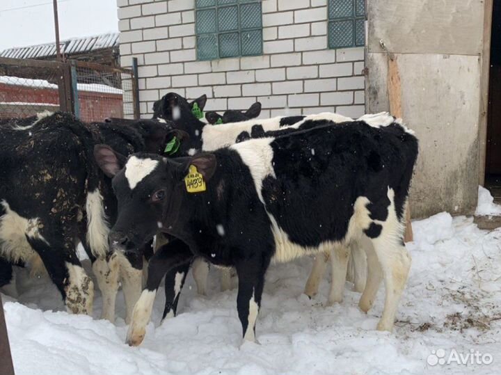 Бычки телята