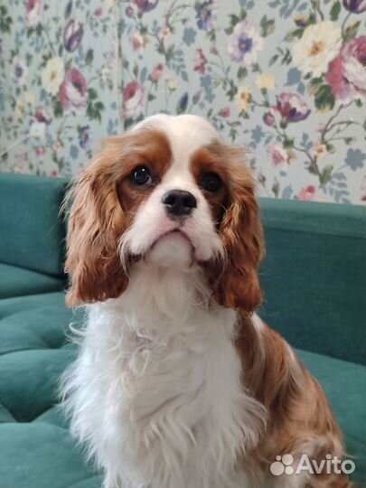 Кавалер Кинг Чарльз Спаниель