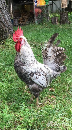 Петух Лекбар