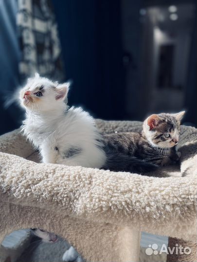 Кошечка отдам даром