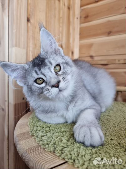 Девочка Мейн кун котенок