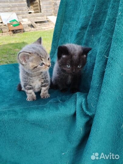 Британские котята, девочки