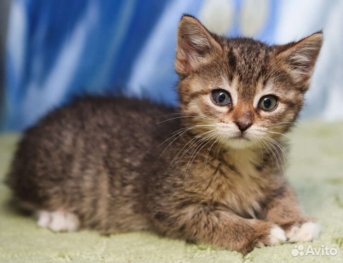 Котята 3 мес