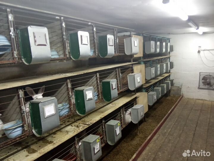 Чистая порода