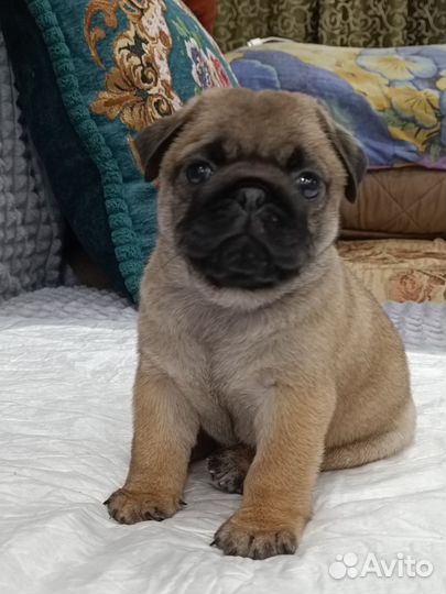 Щенки мопса