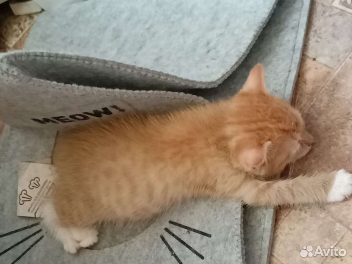 Котята в добрые руки мальчики
