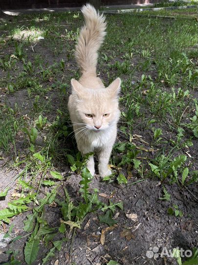 Кот в добрые руки