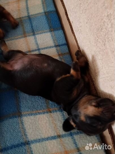 Карликовая такса