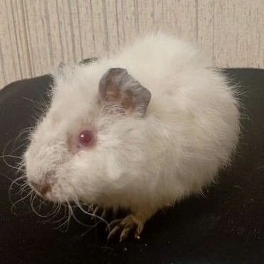 Морская свинка