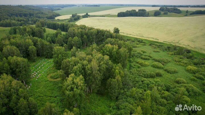 Мед/Мёд Гречишный 2023