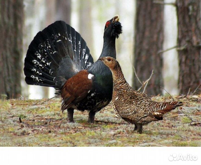 Мясо глухаря тушами в пере