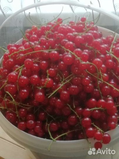 Красная смородина