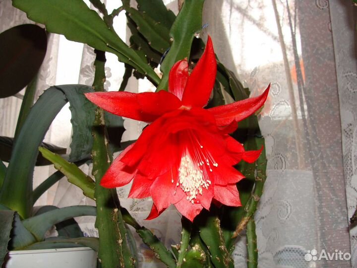 Продам цветы