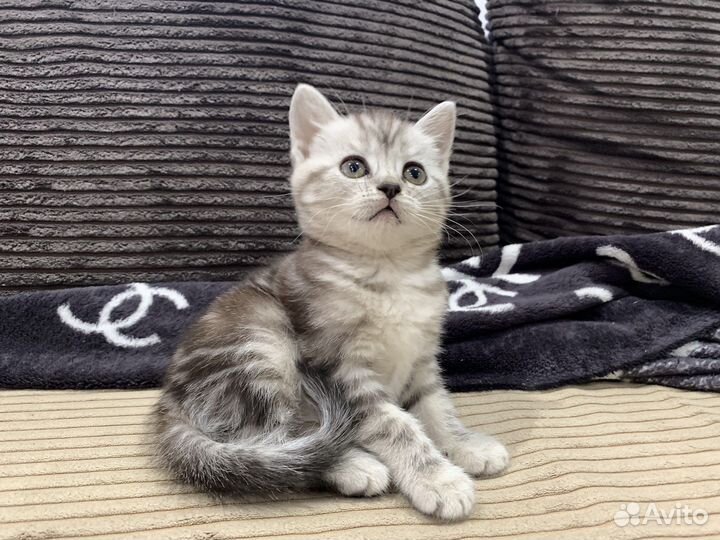 Британские кошечки