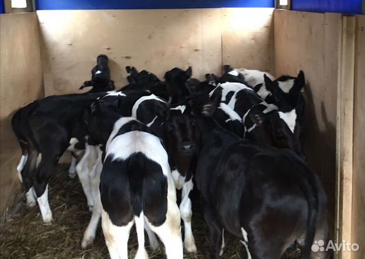 Бычки телята