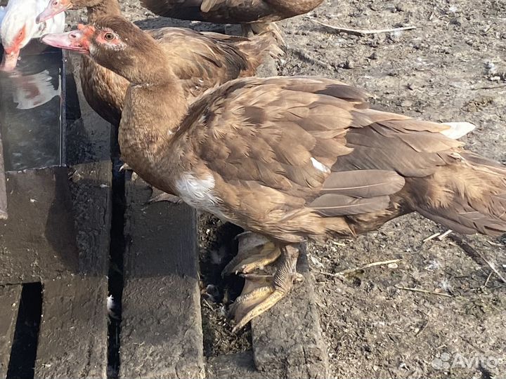 Мускусные утки на племя