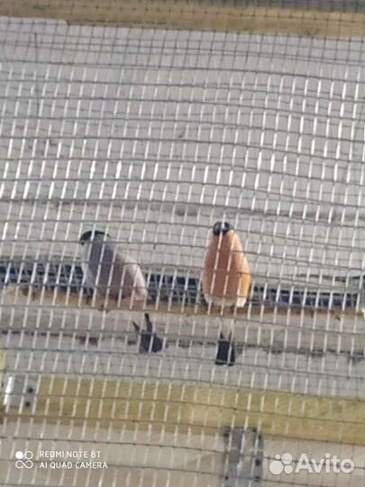 Певчие птицы