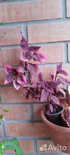 Комнатные растения цветы