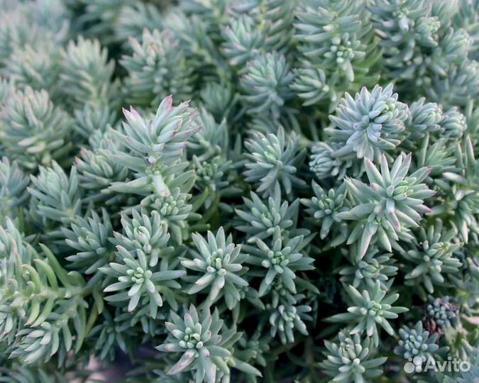 Очиток (sedum reflexum blue)