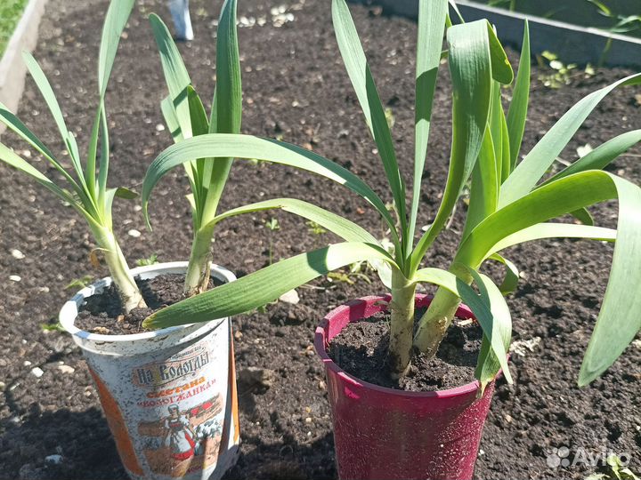 Рассада лук Слизун многолетний