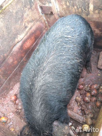 Поросенок вьетнам, 8 месяцев, активный