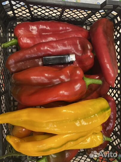 Семена перца Леся, Деголе, Минусинские томаты