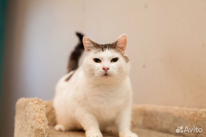 Кошечка Мамита в добрые руки