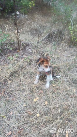 Щенок в добрые руки